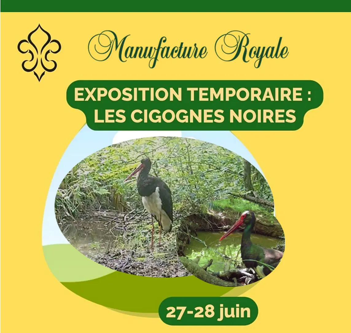 À la découverte des cigognes noires
